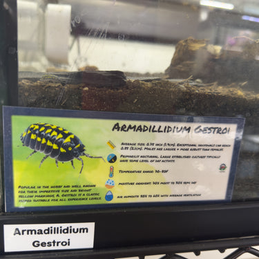 Armadillidium Gestroi Isopod Bin Label